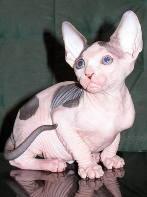 Kittens - the Canadian Sphynxes