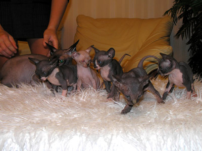 Kittens - the Canadian Sphynxes