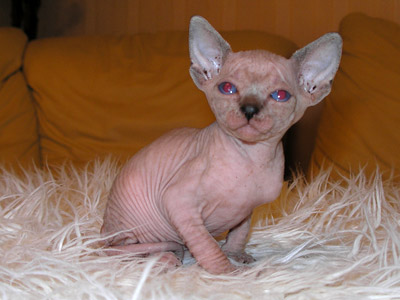 Kittens - the Canadian Sphynxes