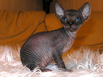 Kittens - the Canadian Sphynxes