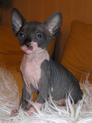 Kittens - the Canadian Sphynxes