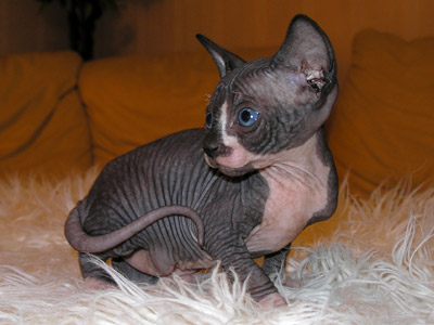 Kittens - the Canadian Sphynxes