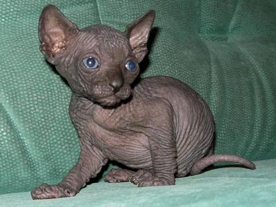 Kittens of the Canadian Sphynxes