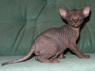 Kittens of the Canadian Sphynxes