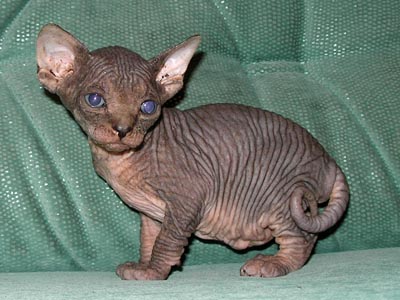 Kittens of the Canadian Sphynxes