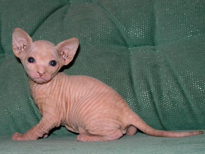 Kittens of the Canadian Sphynxes