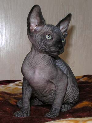 Kittens of the Canadian Sphynxes