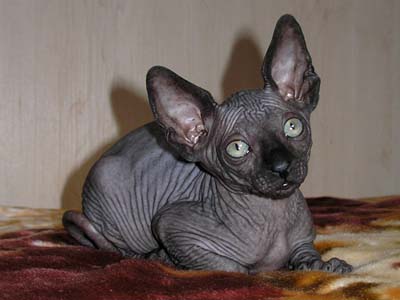 Kittens of the Canadian Sphynxes