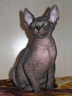 Kittens of the Canadian Sphynxes