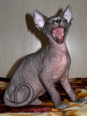 Kittens of the Canadian Sphynxes