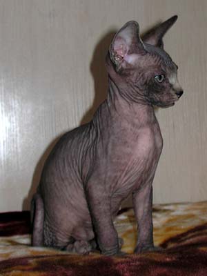 Kittens of the Canadian Sphynxes