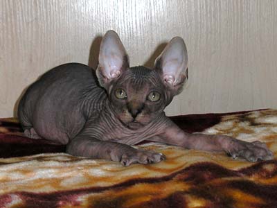 Kittens of the Canadian Sphynxes