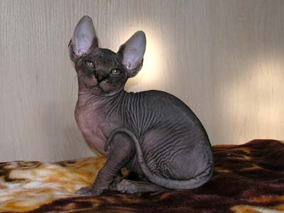 Kittens of the Canadian Sphynxes