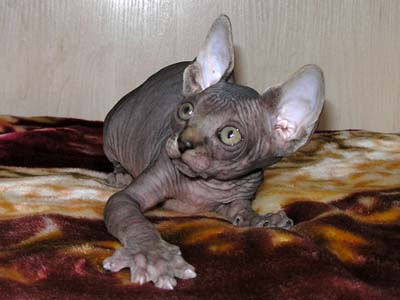 Kittens of the Canadian Sphynxes