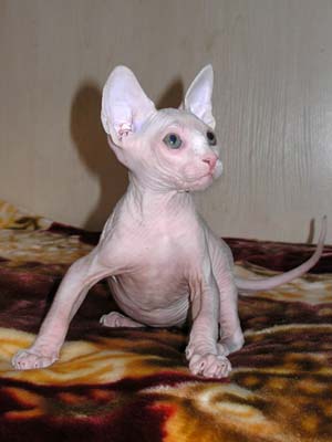 Kittens of the Canadian Sphynxes