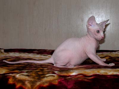 Kittens of the Canadian Sphynxes