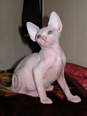 Kittens of the Canadian Sphynxes