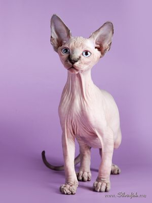 Dzhinestra Sphynx