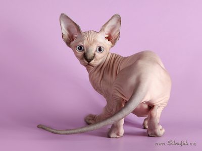 Dzhinestra Sphynx