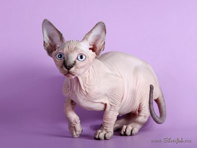 Dzhinestra Sphynx