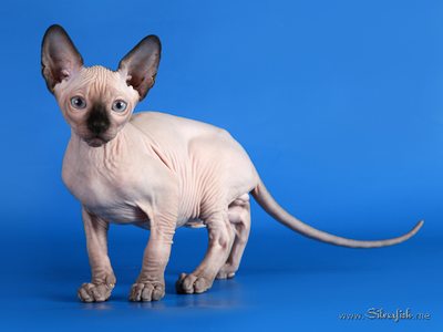 Dzhinestra Sphynx