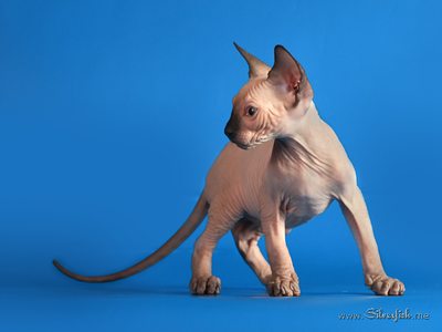 Dzhinestra Sphynx