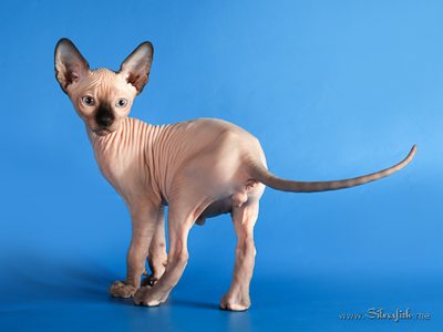 Dzhinestra Sphynx