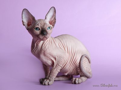 Dzhinestra Sphynx