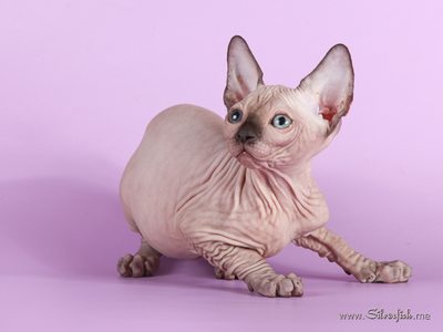 Dzhinestra Sphynx