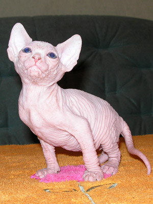 Kittens - the Canadian Sphynxes