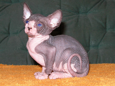 Kittens - the Canadian Sphynxes