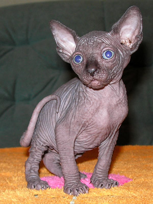 Kittens - the Canadian Sphynxes