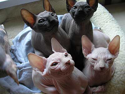 Kittens - the Canadian Sphynxes