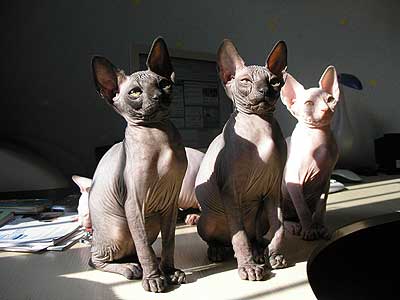 Our kittens - Canadian Sphynx