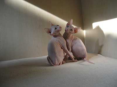 Our kittens - Canadian Sphynx