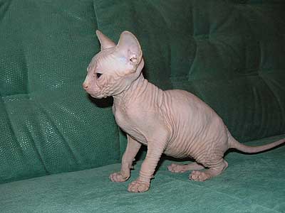 Our kittens - Canadian Sphynx