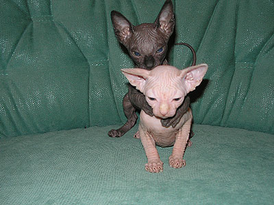 Our kittens - Canadian Sphynx