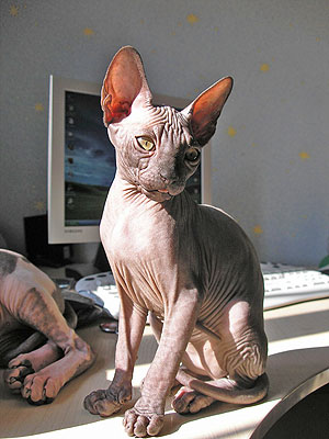 The Canadian Sphynx