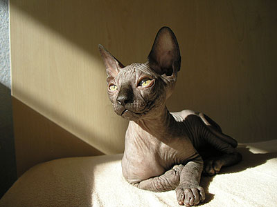 Kitten - Dzhinestra Bahtiar - Canadian Sphynx