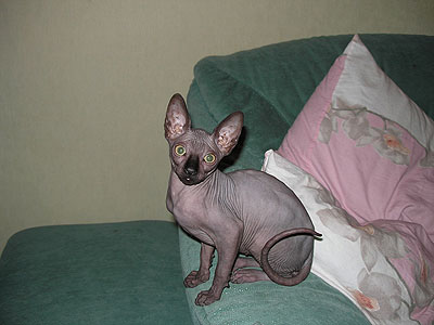 Kitten - Dzhinestra Bahtiar - Canadian Sphynx