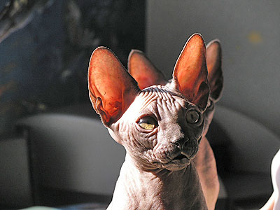 Kitten - Dzhinestra Bahtiar - Canadian Sphynx