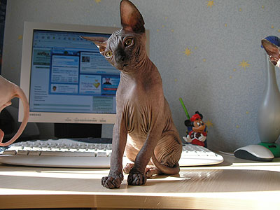 Kitten - Dzhinestra Bahtiar - Canadian Sphynx