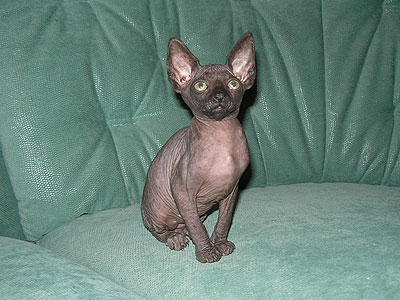 Kitty - Dzhinestra Bella - Canadian Sphynx