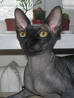 Kitty - Dzhinestra Bella - Canadian Sphynx