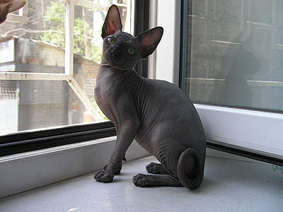 Kitty - Dzhinestra Bella - Canadian Sphynx