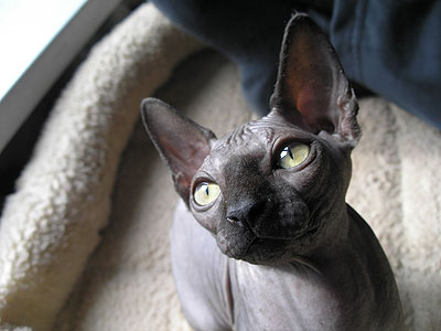 Kitty - Dzhinestra Bella - Canadian Sphynx