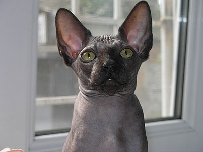 Kitty - Dzhinestra Bella - Canadian Sphynx