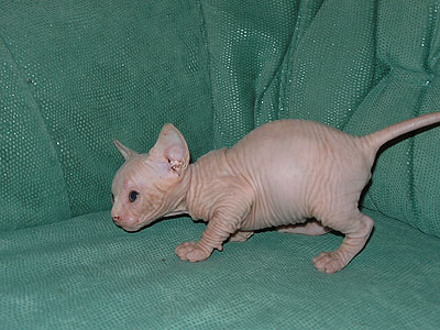 Kitten - Dzhinestra Beni - Canadian Sphynx