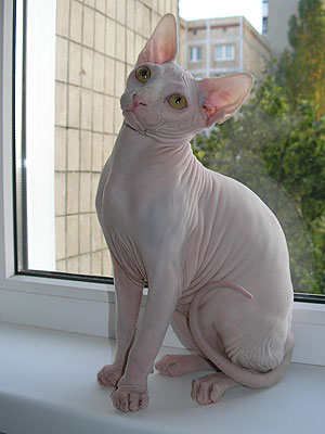 The Canadian Sphynx