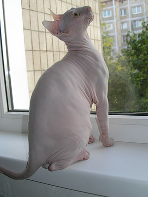 Kitten - Dzhinestra Beni - Canadian Sphynx